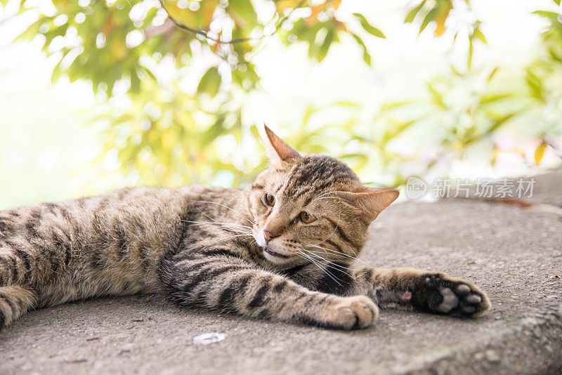 一只猫在绿树前露出惊讶的表情