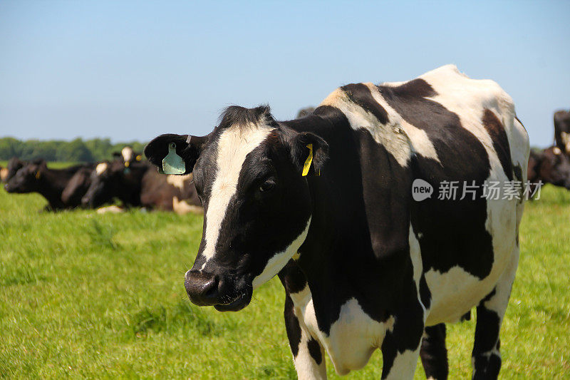 在一个阳光明媚的夏天，在英格兰农村，大的黑白奶牛和奶牛群吃草的特写镜头。