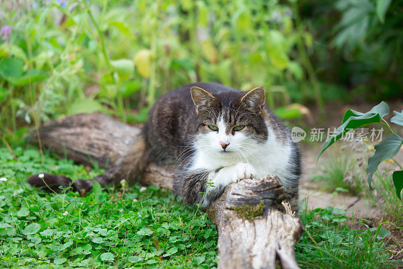 猫在花园里，坐在树上吃早午餐