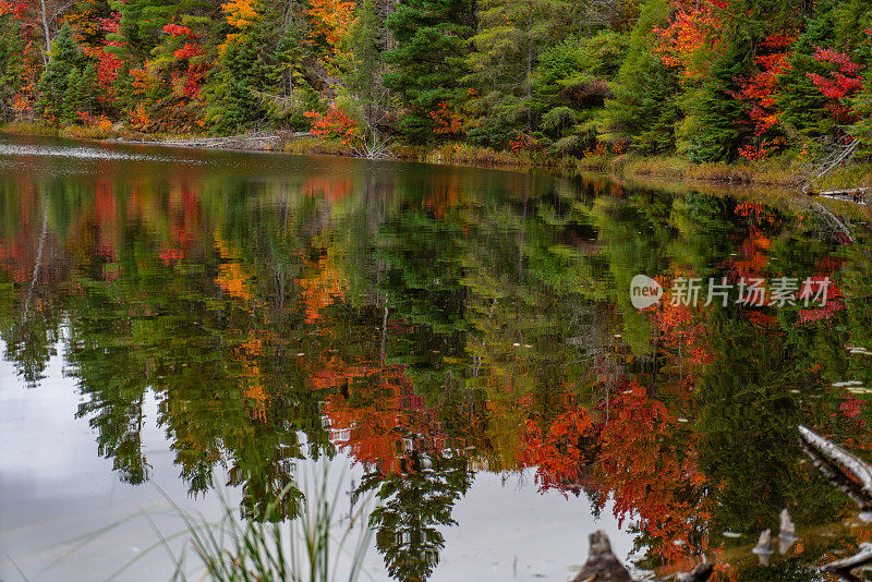 秋天的派克湖小径，阿尔冈昆省公园，安大略省，加拿大