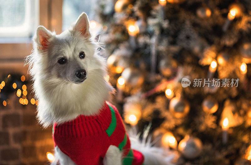 快乐的小狗狗在红色毛衣庆祝圣诞节