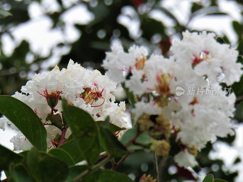 日本。9月印度淡紫色。这里的花期从八月初到九月底。