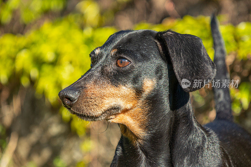 前景是一头硬毛的卡宁辰腊肠犬