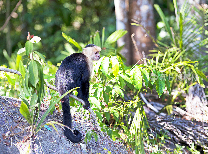 阳光下的白脸或卷尾猴，曼纽尔安东尼奥国家公园，哥斯达黎加