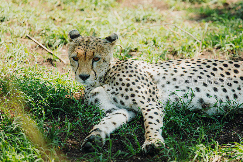 坦桑尼亚塞伦盖蒂国家公园，猎豹在草地上放松
