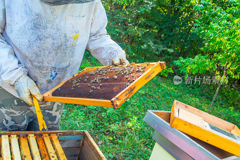 一个穿着养蜂人服的人从蜂箱里取蜂蜜