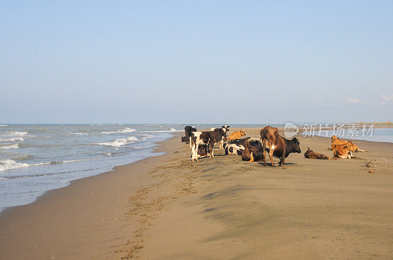 躺在海边沙滩上的牛