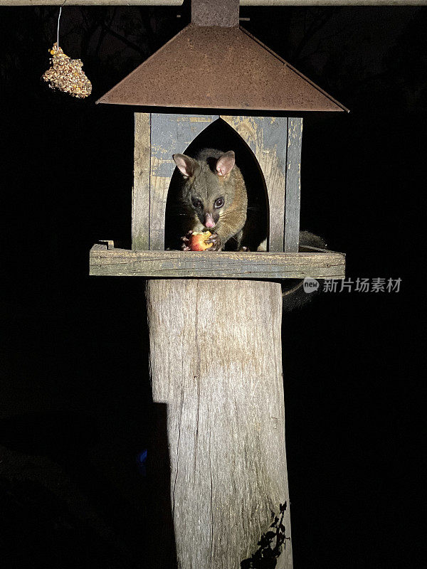 澳大利亚白尾负鼠吃苹果