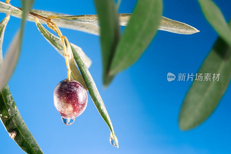 用新鲜的橄榄封闭橄榄树的树枝