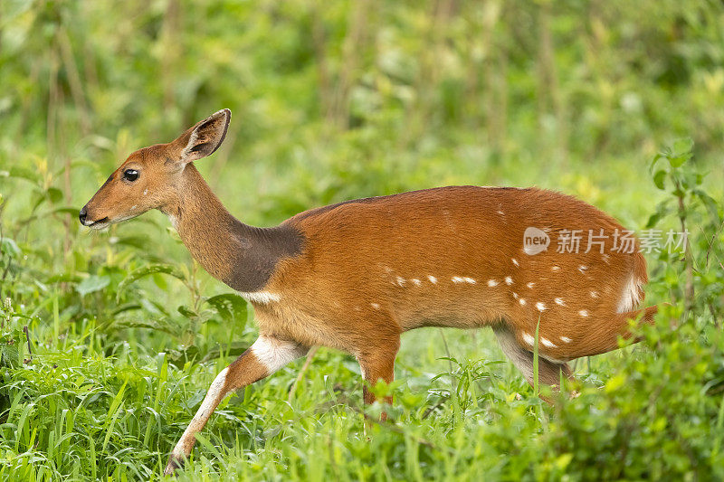 角羚羊母羊