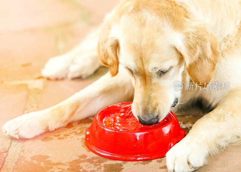 从碗里喝水的金毛寻回犬