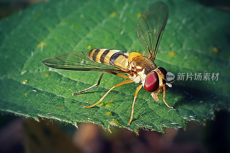 食蚜蝇蛉