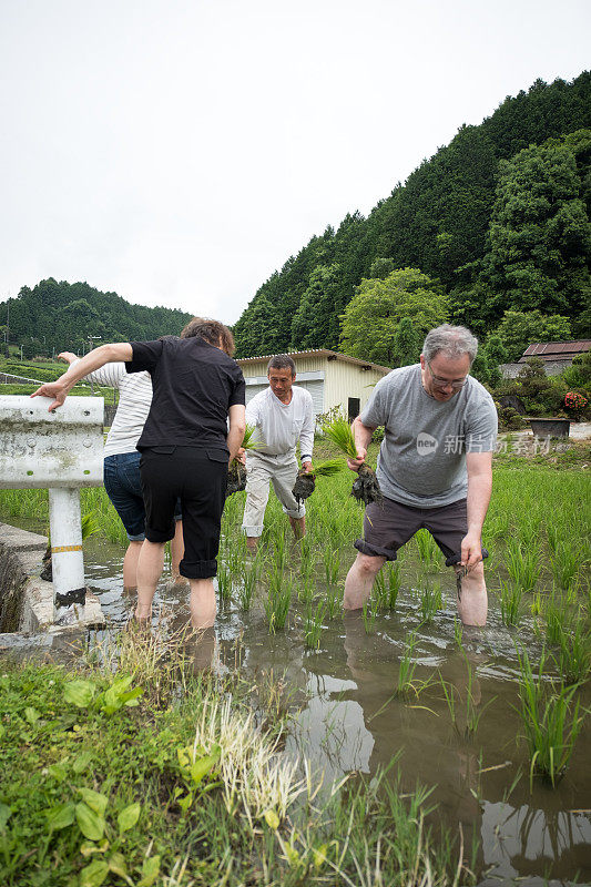 日本农民向多民族家庭传递稻苗