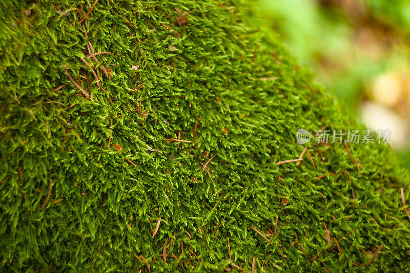 森林里的苔藓