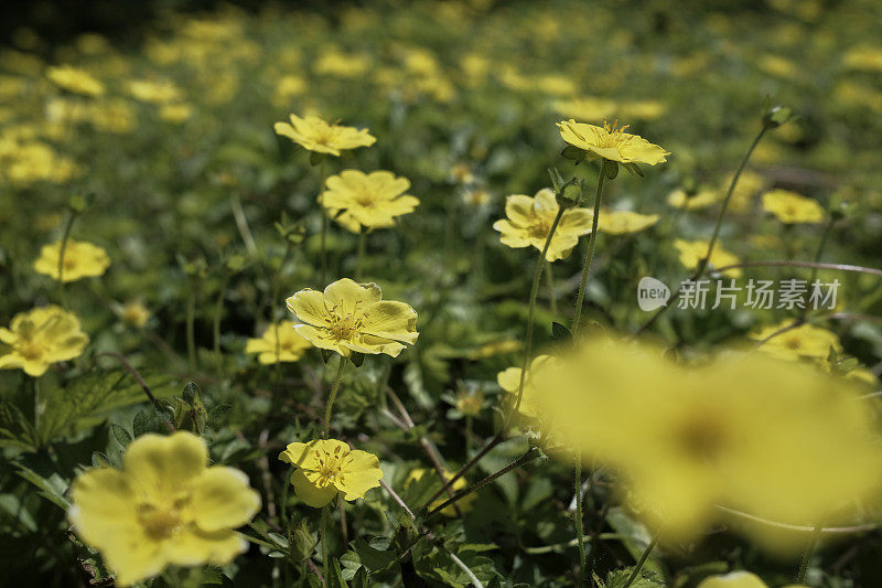 夏天有野花和野草