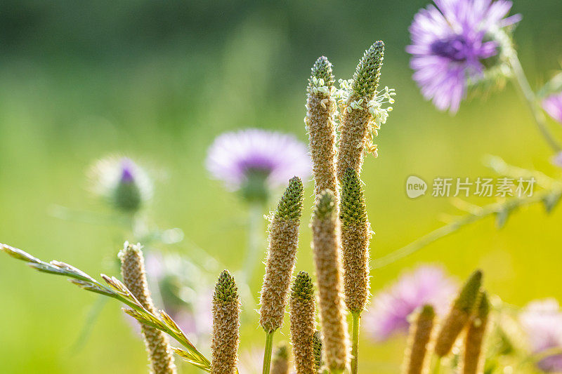 车前花盛开的微距镜头