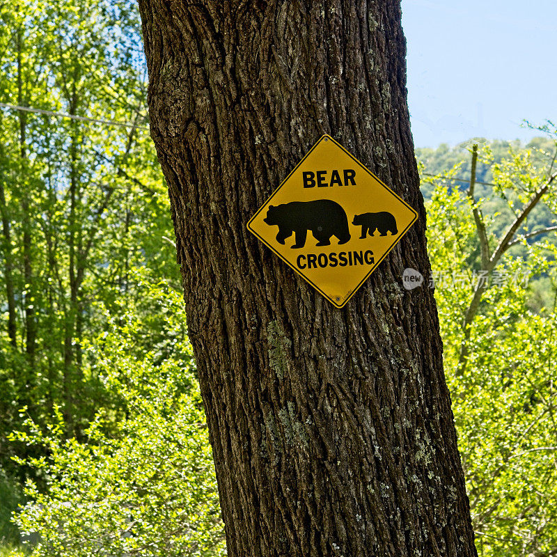 北卡罗莱纳麦琪谷一条乡村道路上的一棵树上的熊十字标志