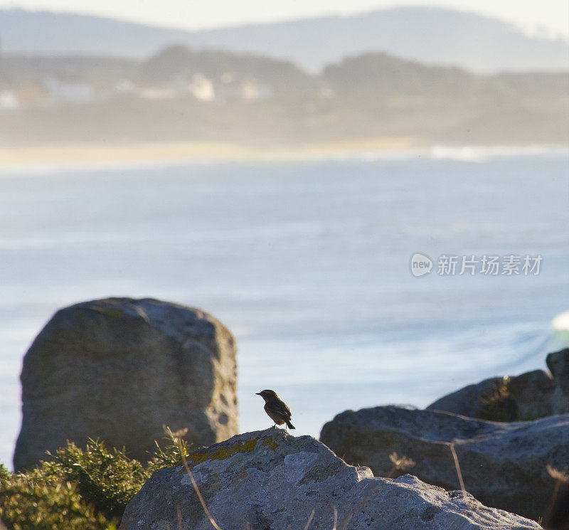 峭壁上有小鸟在歌唱。大西洋和Baroña海滩。