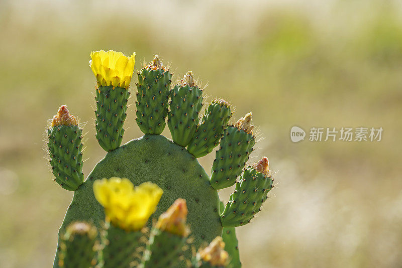 带有模糊背景的带刺梨(仙人掌无花果-barbarica)