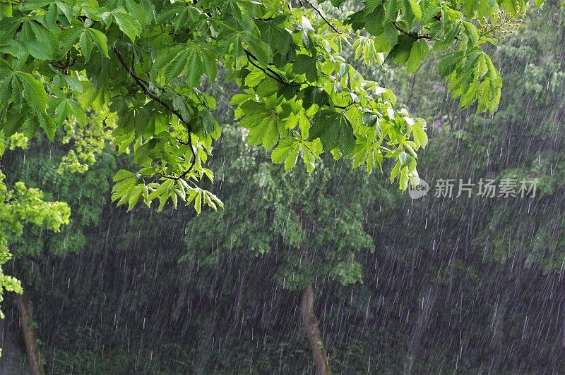 树在雨中