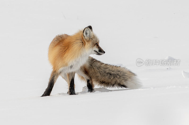 红狐狸在雪地里寻找食物