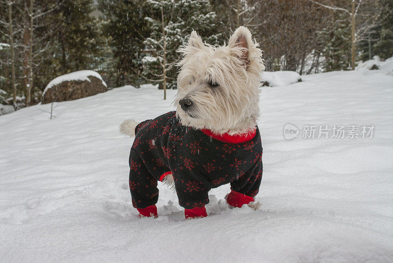 雪中的西部高地白梗