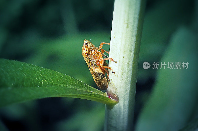 欧洲桤木唾沫虫昆虫