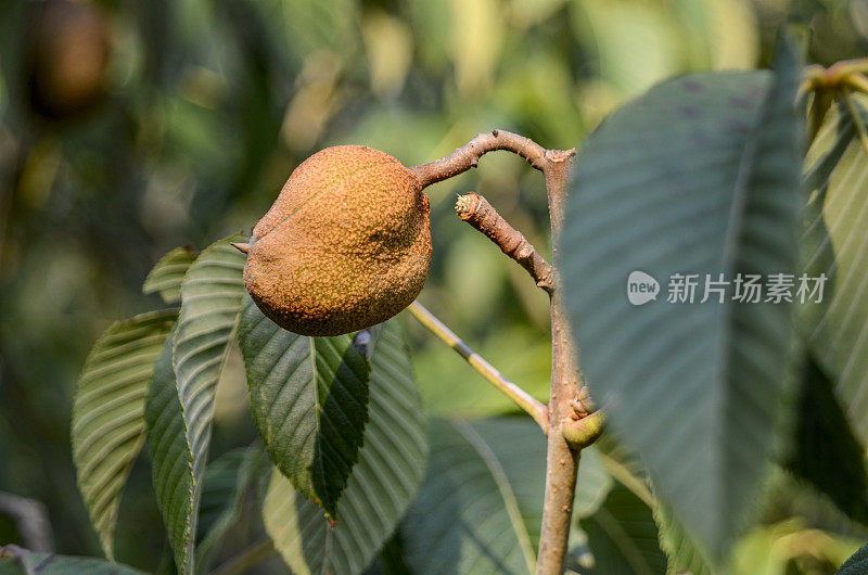 红七叶树(Aesculus):后花园夏末的花朵