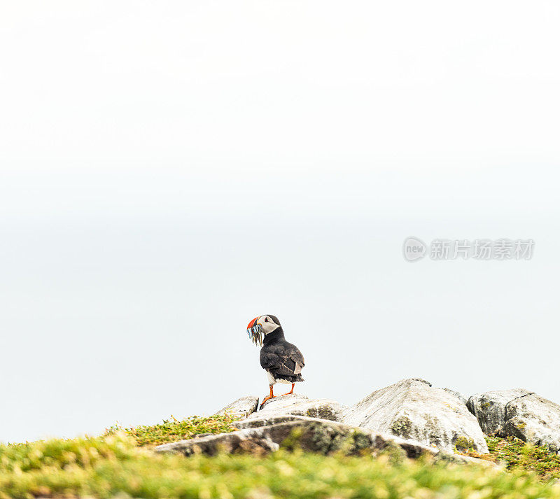 嘴里叼着沙鳗的海鹦