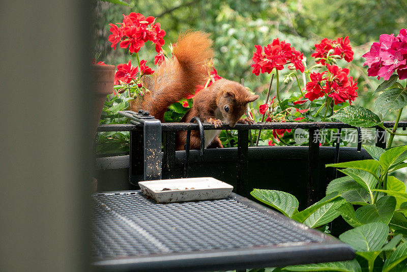 在一栋公寓楼的城市阳台上，一只红毛松鼠在花盆之间