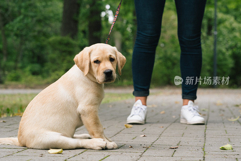 拉布拉多小狗户外高跟鞋