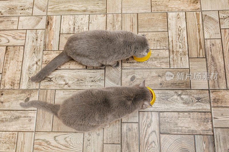 两只灰色的苏格兰猫在厨房里吃着一只黄色猫碗里的食物。俯视图