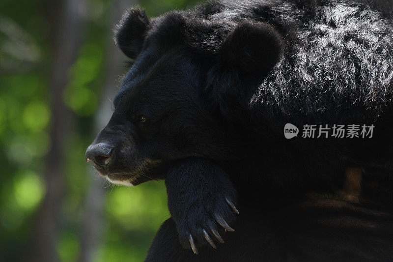 泰国怀卡坎野生动物保护区的亚洲黑熊