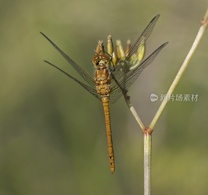 飞镖蜻蜓(黄纹蜻蜓)