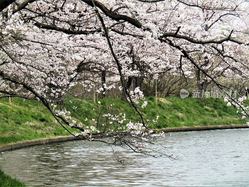 日本。三月底。水面上的樱花。