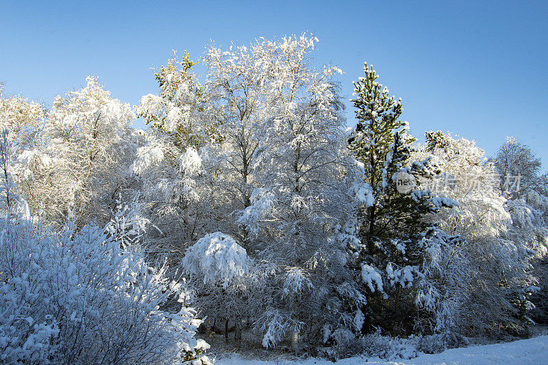 在斯堪的纳维亚半岛，丹麦的北日德兰半岛，一个阳光明媚的冬日，美丽的树木和霜雪