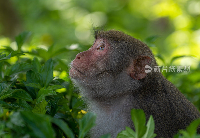 野生猪尾猕猴东南亚越南岘港的热带天堂