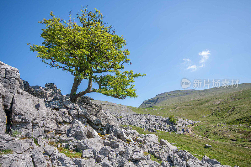 在一个阳光明媚的夏日，英格伯勒峰被石灰岩包围