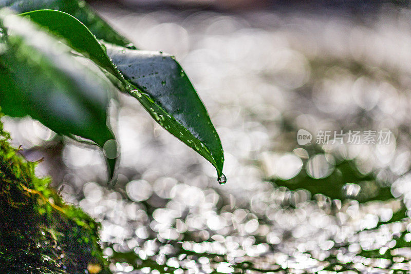 水滴从河里的树叶上落下的特写镜头