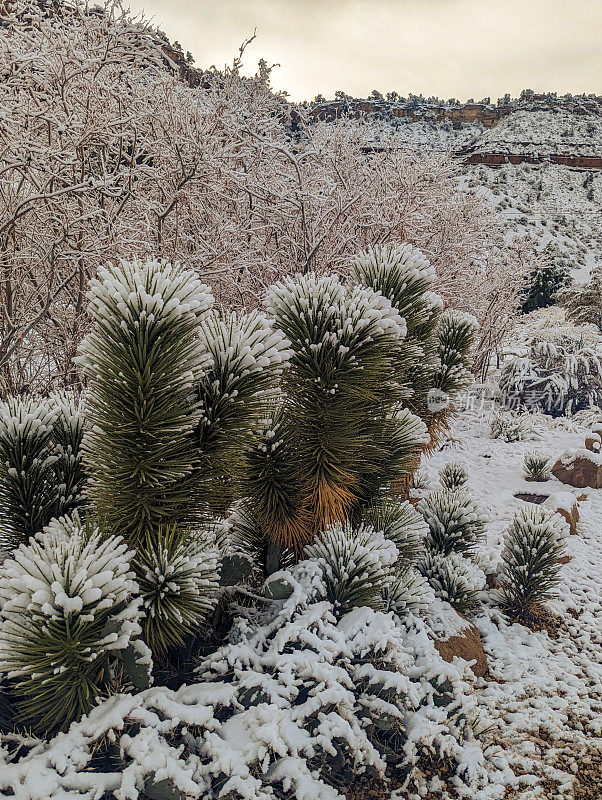 新雪在洛克维尔沿着桥路在果园和牧场与南梅萨为背景