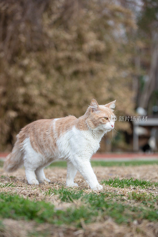 黄白色的流浪猫走在草地上。