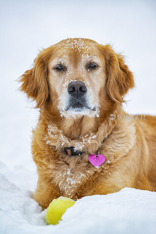 金毛寻回犬抱着球躺在刚下过雪的雪地上