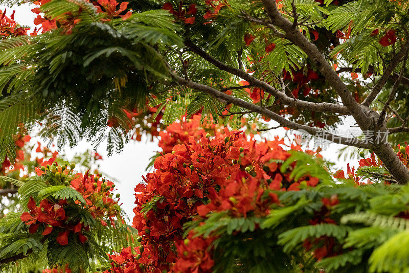 特写开花火焰树与美丽的红色花朵，皇家Poinciana，背景与复制空间