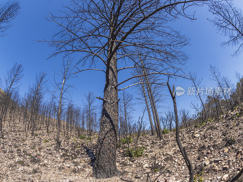 树木在森林大火中被烧毁