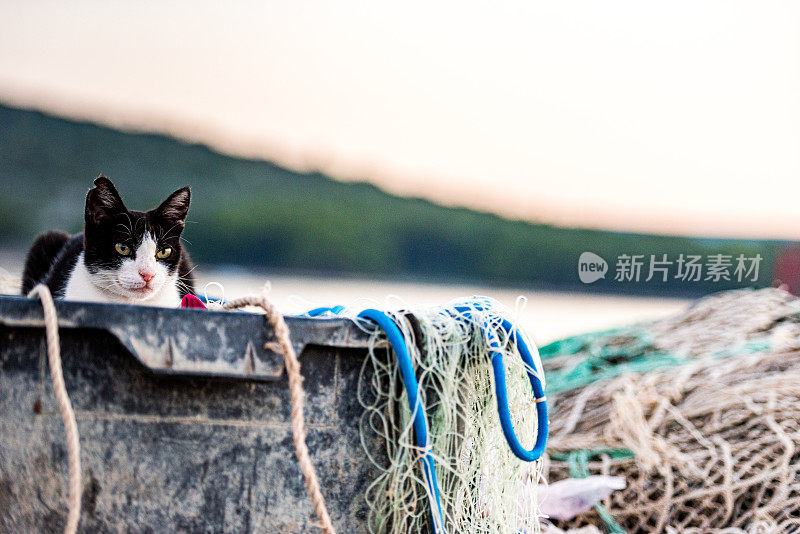 日落时的猫在渔网上休息，等待渔夫，地中海海岸