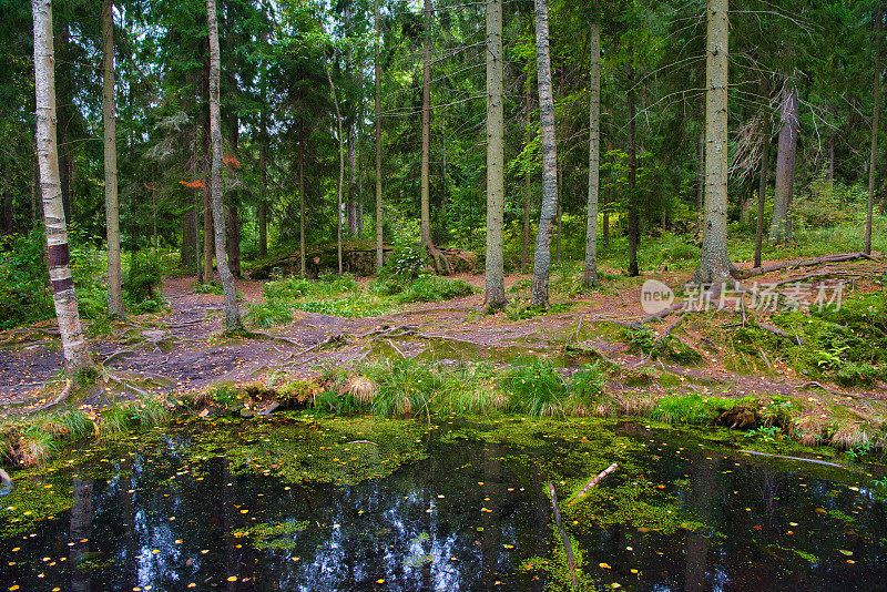 俄罗斯维堡monrepos公园松树林中的池塘