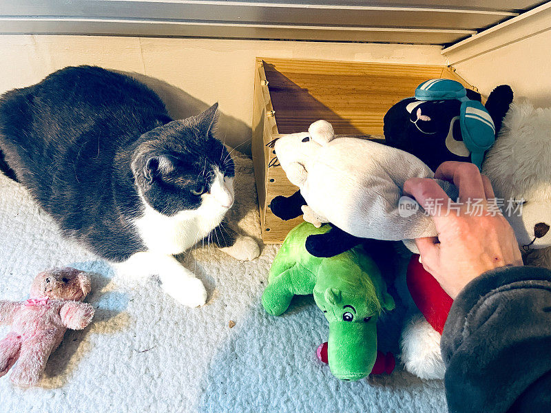 可爱的灰猫和他的玩具