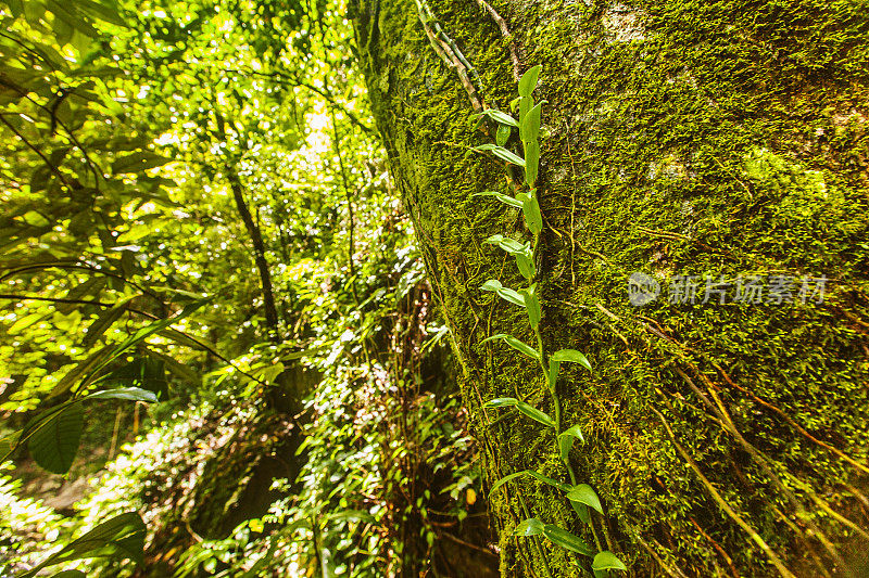 热带雨林的苔藓，绿色植物和植物生长