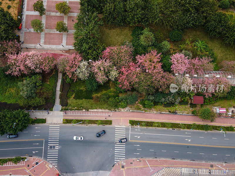 两旁种满花草树木的城市道路