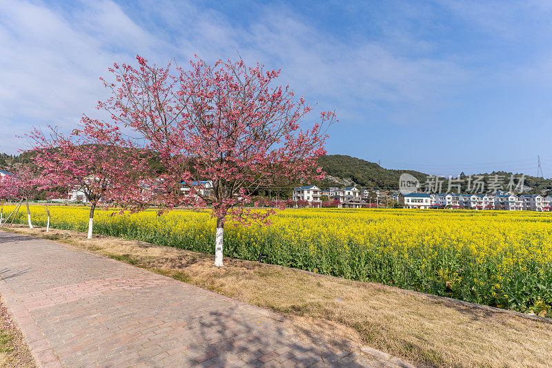 油菜花田和樱花